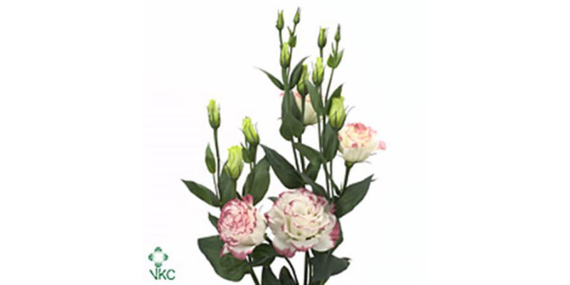 Lisianthus G Rosi Pink Picotee 72cm 