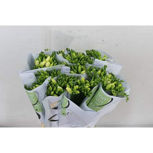 Freesias En White 48cm 1E Col-White