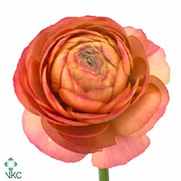 Ranunculus Peach 40cm A1 Col-Peach