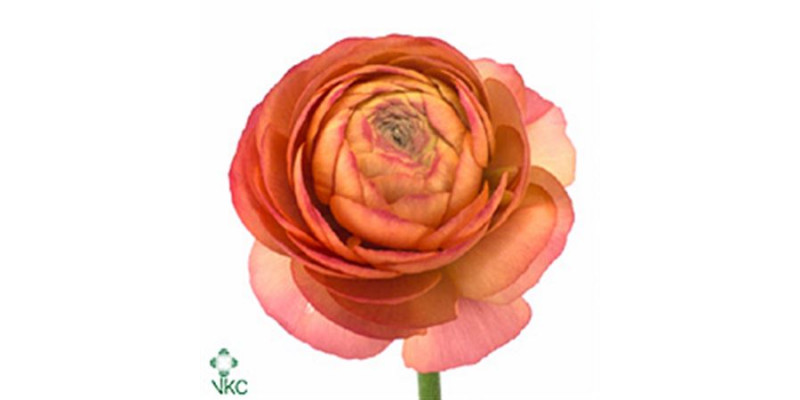 Ranunculus Peach 40cm A1 Col-Peach