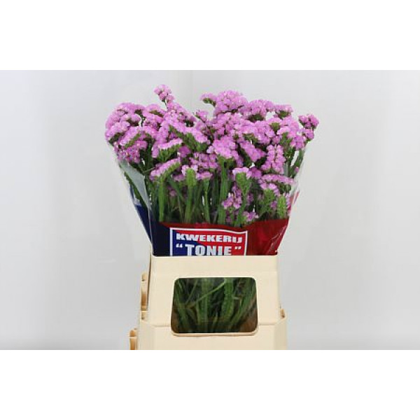 Limonium S Barbie Wings A1 Col-Pink