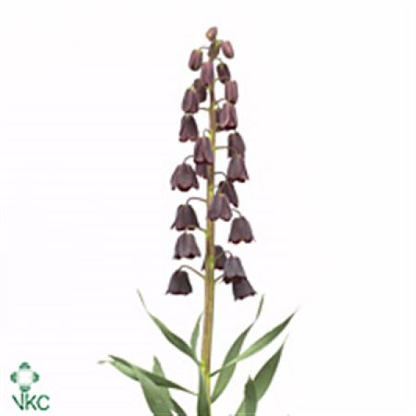 Fritillaria Persica 65 A1Black