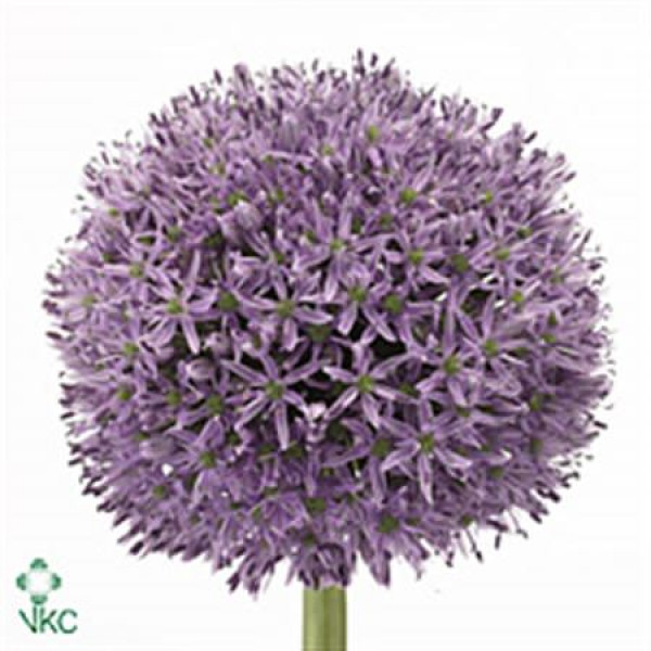 Allium Gladiator 95cm A1 Col-Purple