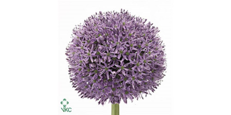 Allium Gladiator 70cm A1 Col-Purple
