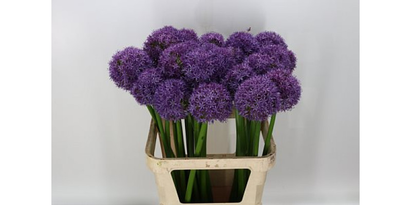Allium Globemaster 85cm A1 Col-Purple