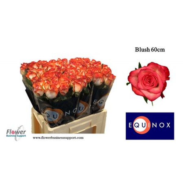 Rose Gr Blush 40cm A1