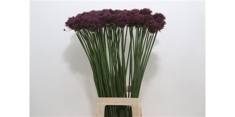 Allium Atropurpureum Black 70cm A1