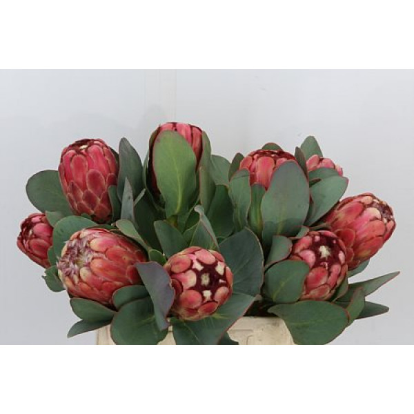 Protea Grandiceps 70cm A1