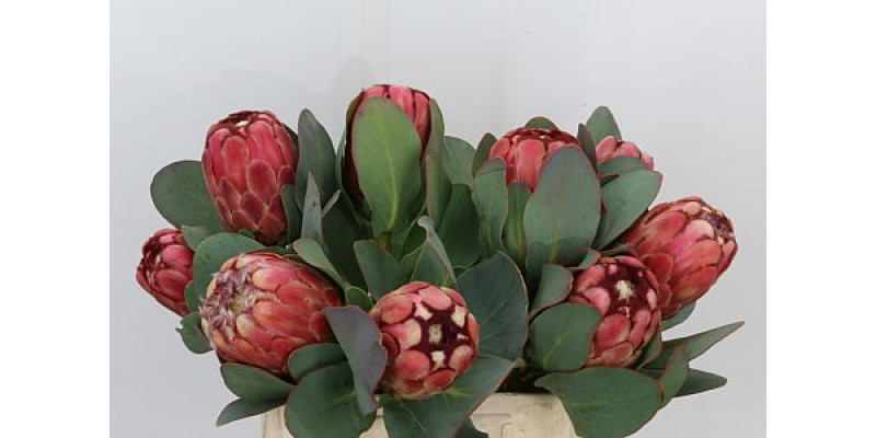 Protea Grandiceps 70cm A1