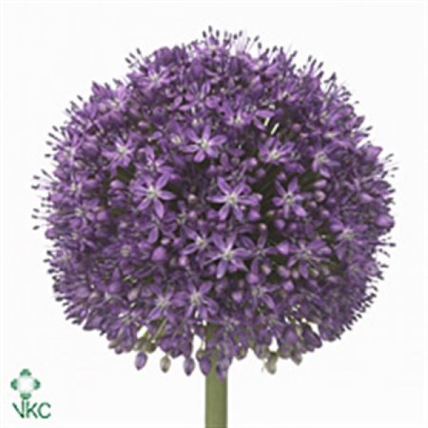 Allium Ambassador 90cm A1 Col-Purple
