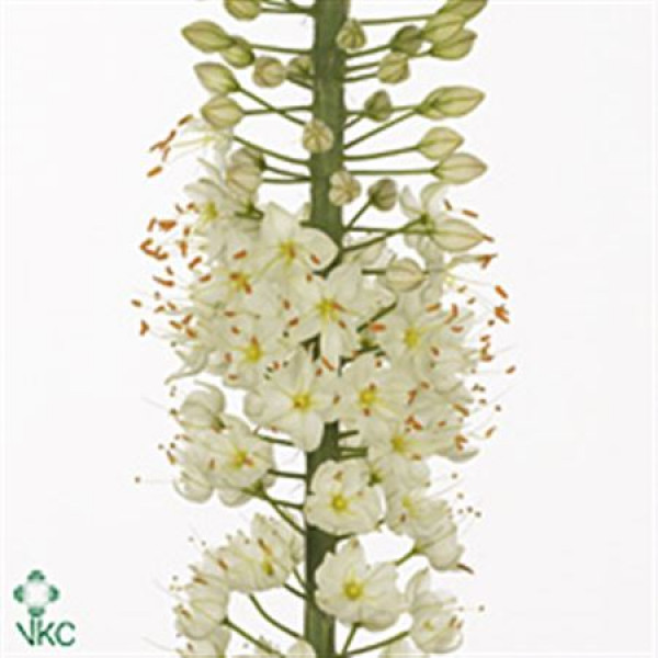 Eremurus Whi Wedding 110cm 