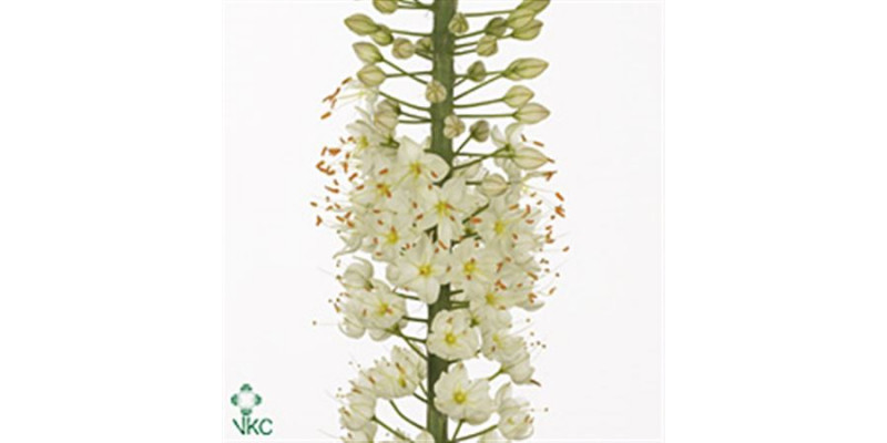 Eremurus Whi Wedding 110cm 