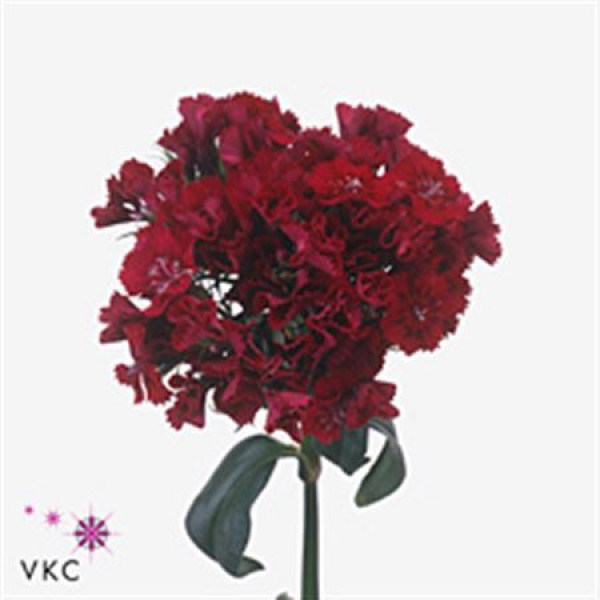 Dianthus Barb S Will Red 40 A1Dark Red