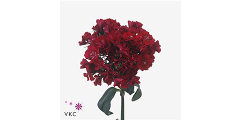 Dianthus Barb S Will Red 40 A1Dark Red