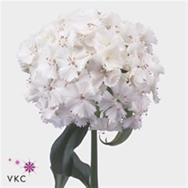 Dianthus Barb S Will White 60 A1White