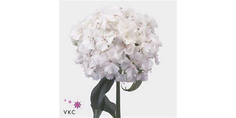 Dianthus Barb S Will White 60 A1White