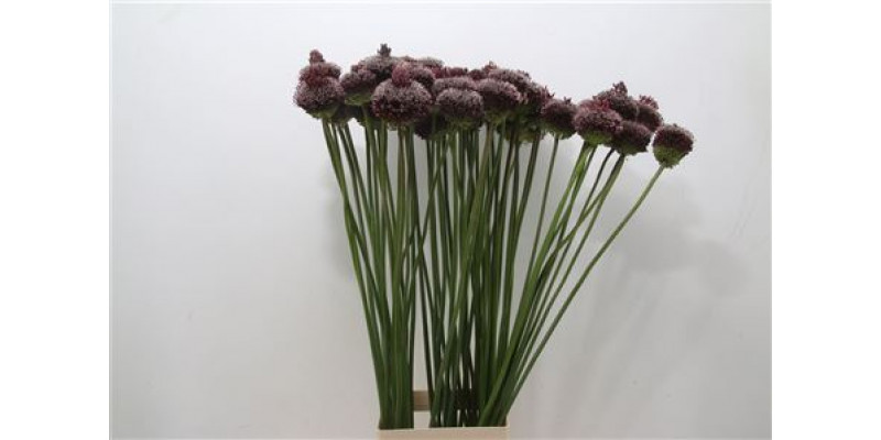 Allium Forelock 65cm A1