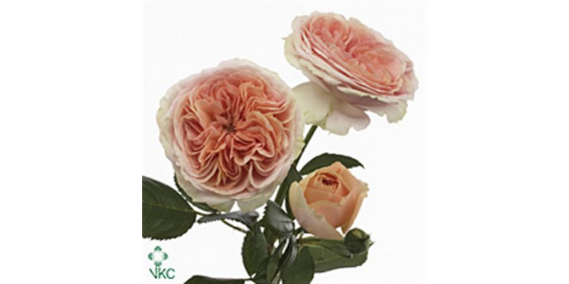 Rose Tr Chippendale Freiland 40cm A1