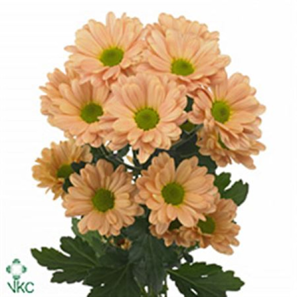 Chrysanthemums T Katinka Salmon 70 cm A1