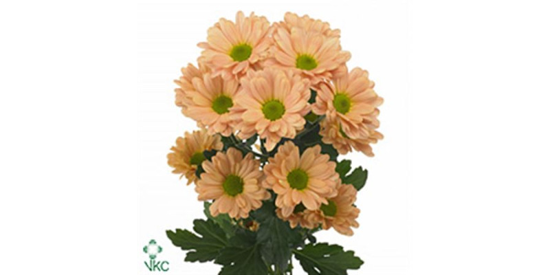Chrysanthemums T Katinka Salmon 70 cm A1