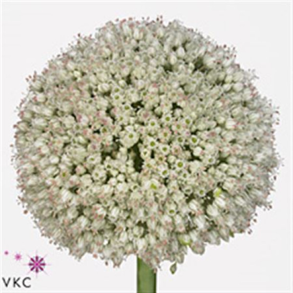 Allium Ampeloprasum 90cm A1 Col-White
