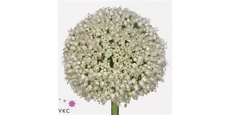 Allium Ampeloprasum 90cm A1 Col-White