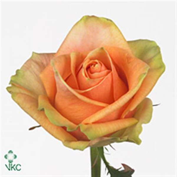 Rose Gr Finess 50cm A1