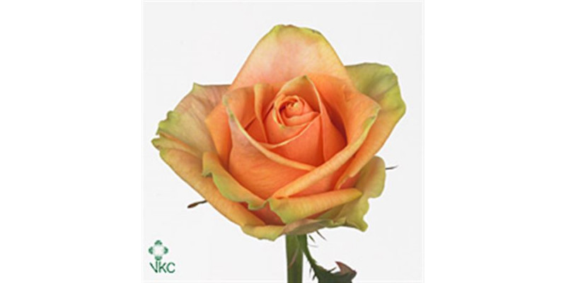 Rose Gr Finess 50cm A1