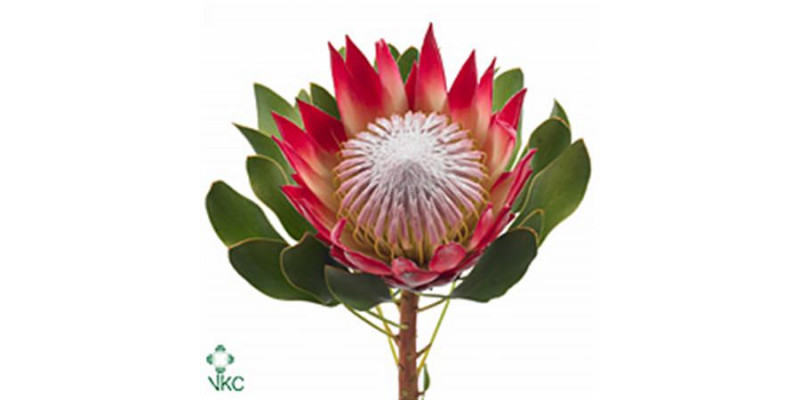 Protea Cy Madiba 70cm A1