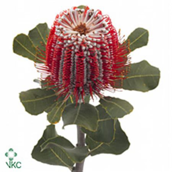 Banksia Coccinea 40cm  Col-Red
