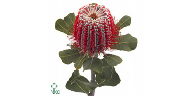 Banksia Coccinea 40cm  Col-Red