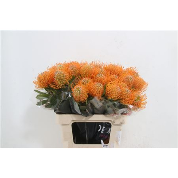 Leucospermum Soleil 40 A1Orange