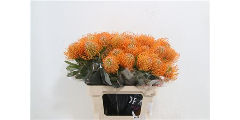 Leucospermum Soleil 40 A1Orange