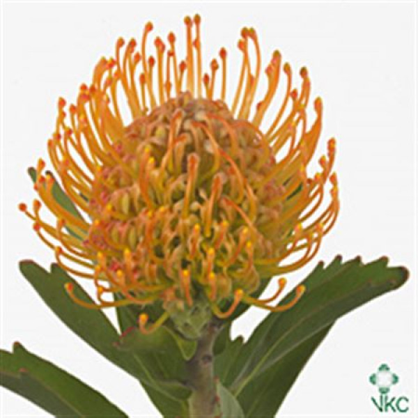 Leucospermum Jelena 35cm  Col-Orange