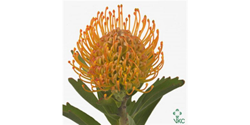 Leucospermum Jelena 50cm  Col-Orange