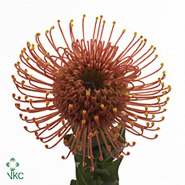 Leucospermum Gold Dust 50cm  Col-Orange