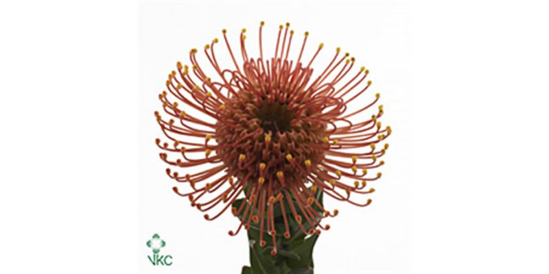 Leucospermum Gold Dust 50cm  Col-Orange