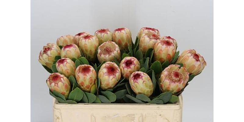 Protea Grandicolor 70cm  Col-Peach