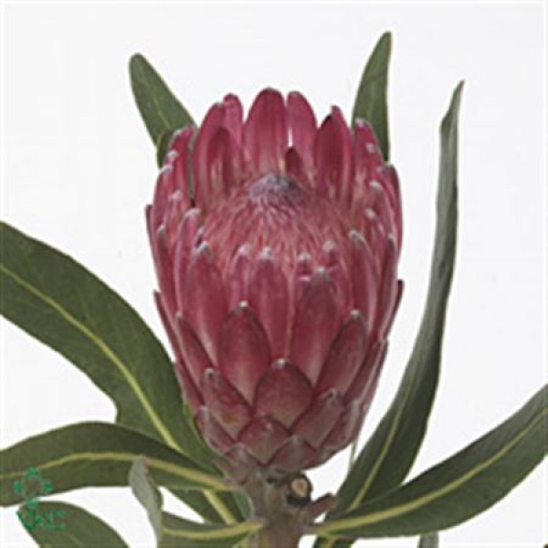 Protea Lancelot 70 A1Red