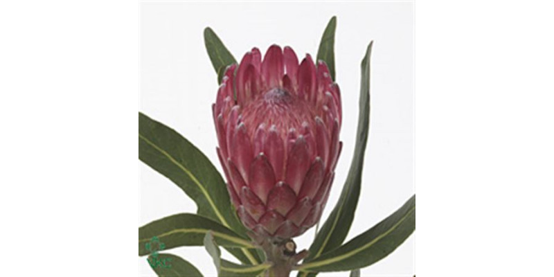 Protea Lancelot 40cm A1