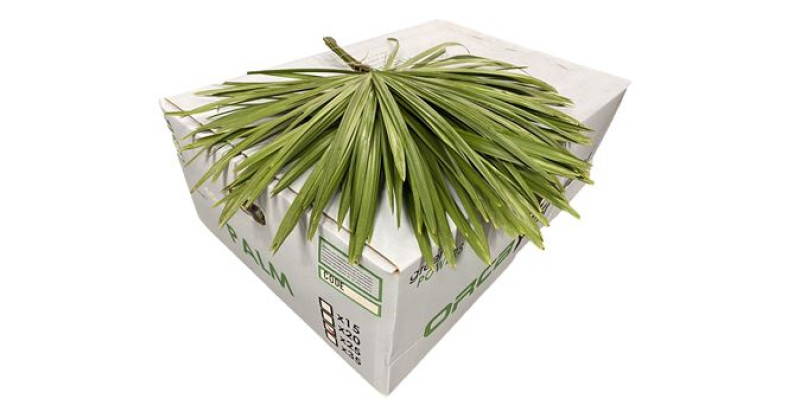 Cane Palm 80cm 80 cm A1