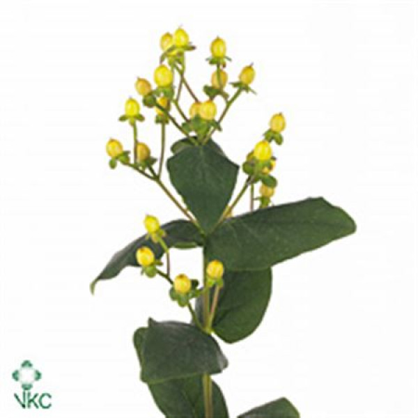 Hypericum Lemon Flair 40cm A1