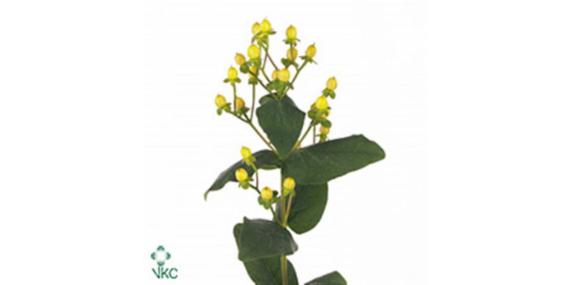 Hypericum Lemon Flair 60cm A1