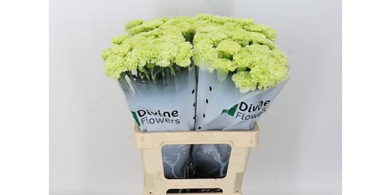 Dianthus St Goblin 65 A1Light Green