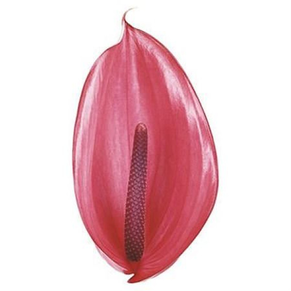 Anthurium Xavia X12 12cm 12