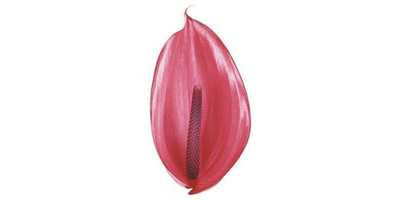 Anthurium Xavia X12 12cm 12