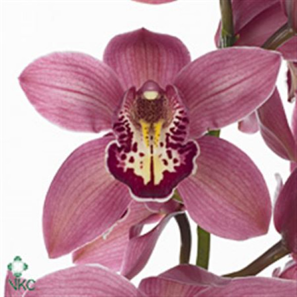 Orchid Cymb T Trinity X6 80cm A1