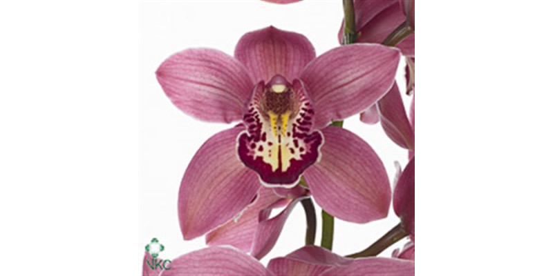 Orchid Cymb T Trinity X6 80cm A1