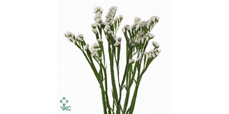 Limonium S Glacier White 50 A1White