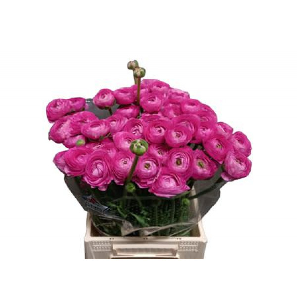 Ranunculus Kl - Rose (colorado) Xl 40cm  Col-Dark Pink